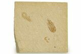 Two Cretaceous Fossil Shrimp - Lebanon #323738-1